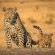 Savanna Private Game Reserve - 171398