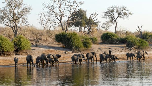 Chobe Marina Lodge - 172474