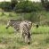 Naledi@53 Private Game Farm - 172721