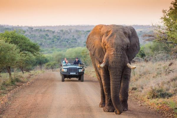 Leopard Mountain Safari Lodge - 174483