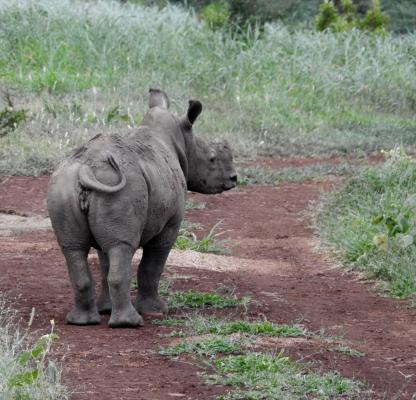 Leopard Mountain Safari Lodge - 174485