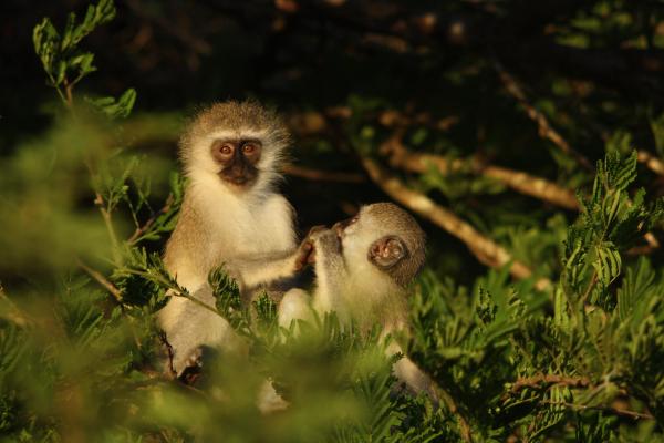 Leopard Mountain Safari Lodge - 174492