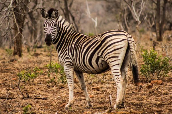 Leopard Mountain Safari Lodge - 174519