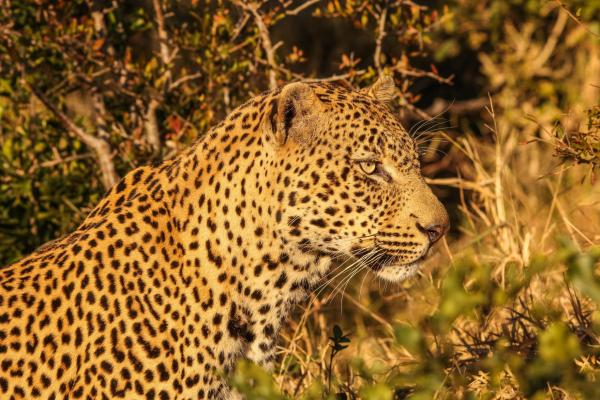 Leopard Mountain Safari Lodge - 174522