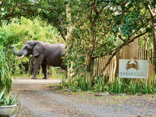 Makakatana Bay Lodge - 174577