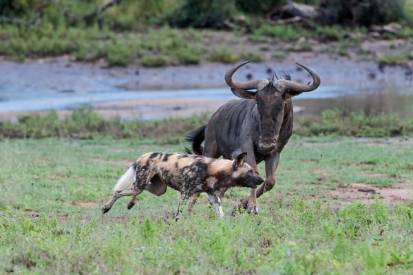 Pondoro Game Lodge - 174872