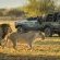 Marataba Luxury Lodges - 174955 Marataba Luxury Lodges - 174955