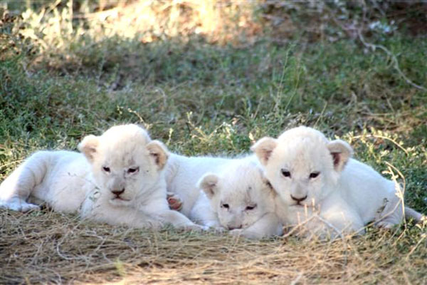 White Lion Lodge