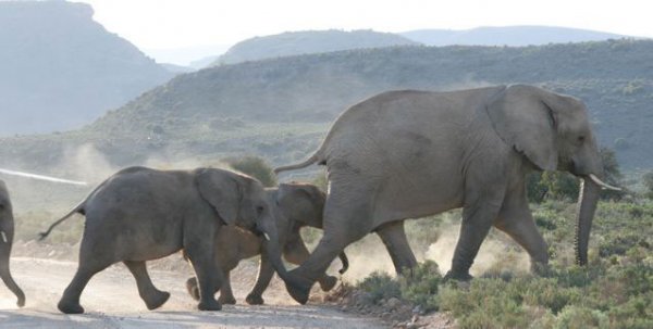 White Lion Lodge