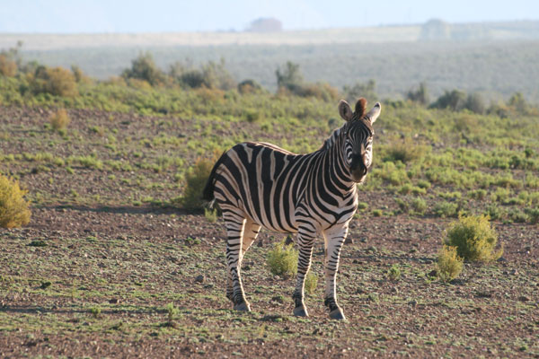 White Lion Lodge