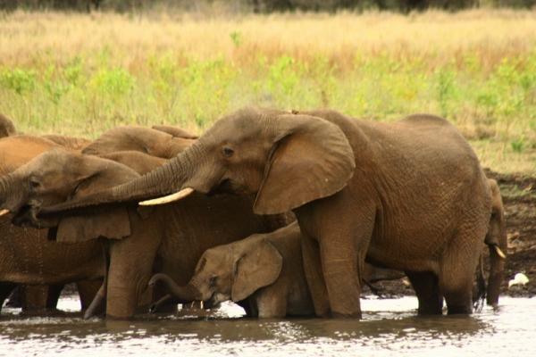 White Elephant Bush Camp - 175725