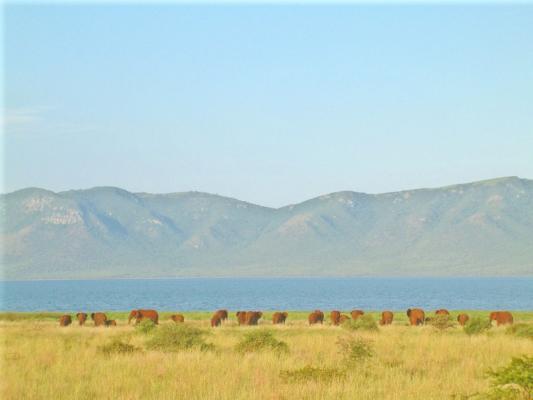 White Elephant Bush Camp - 175731