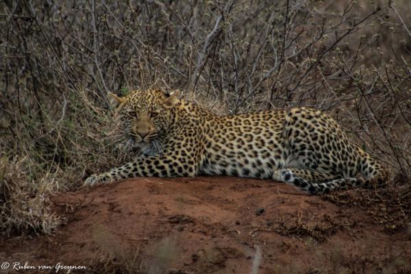 White Elephant Bush Camp - 175733