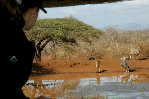 White Elephant Bush Camp - 175734