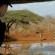White Elephant Bush Camp - 175734 White Elephant Bush Camp - 175734