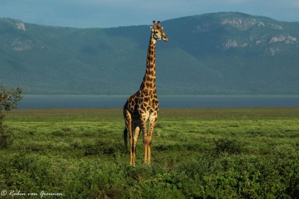 White Elephant Bush Camp - 175735