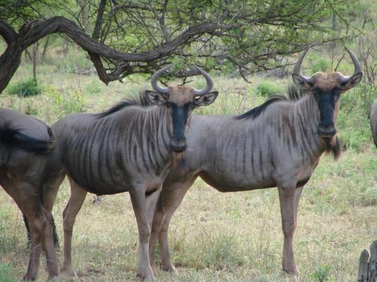 White Elephant Bush Camp - 175740