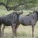 White Elephant Bush Camp - 175740 White Elephant Bush Camp - 175740