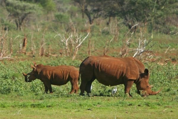 White Elephant Bush Camp - 175741