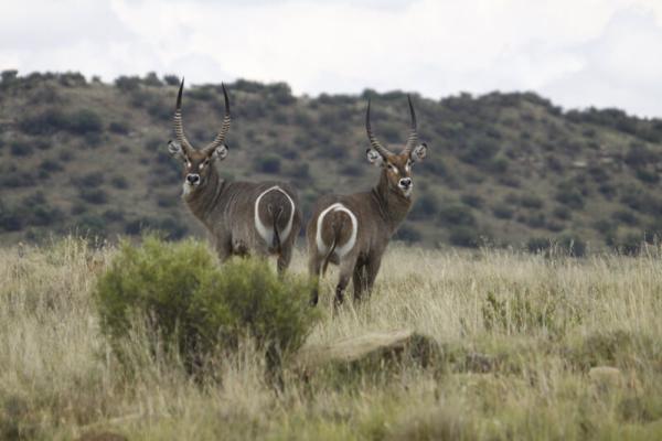 Letsatsi Private Game Lodge - 177284