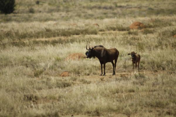 Letsatsi Private Game Lodge - 177300