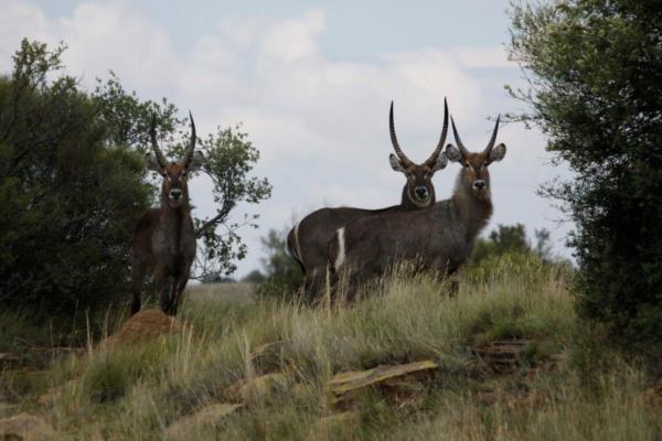 Letsatsi Private Game Lodge - 177310