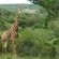 Simbonga Game Reserve & Sanctuary - 180313