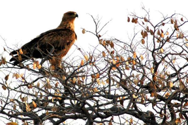 Eagle Tented Lodge & Spa