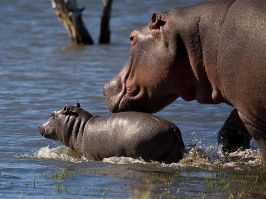 Mjejane River Lodge - 182082