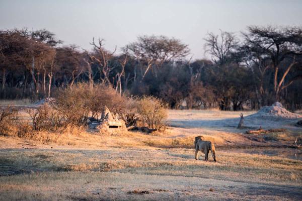 The Hide - Hwange National Park - 184079