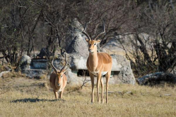 The Hide - Hwange National Park - 184102