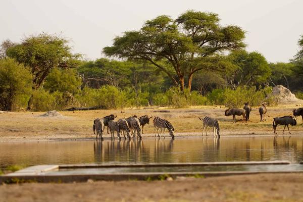 The Hide - Hwange National Park - 184128