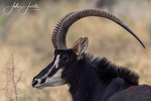 Royal Sable Antelopes 