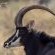 Royal Sable Antelopes 