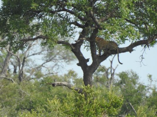 Barn Owl Lodge Mjejane Game Reserve - 184868