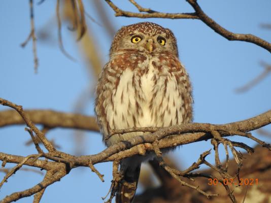 Barn Owl Lodge Mjejane Game Reserve - 184878
