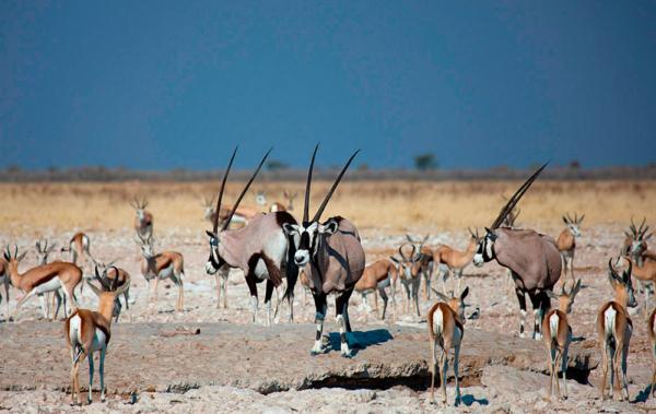 Etosha Village Camp Site - 184988