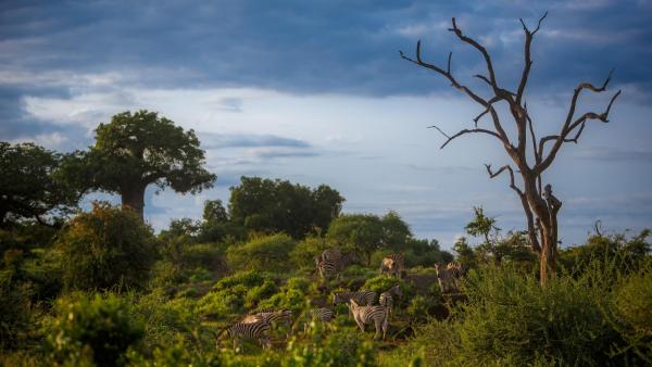 Pafuri Tented Camp - 185029