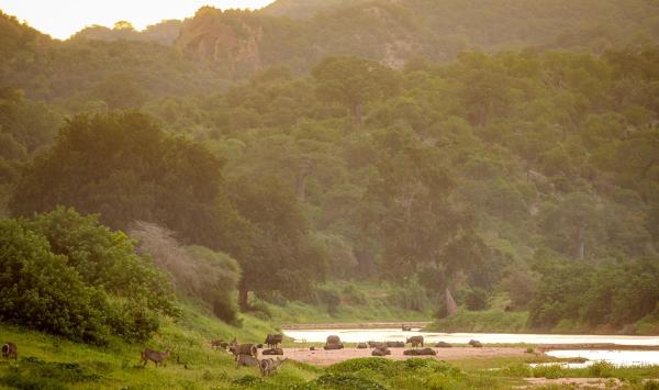 Pafuri Tented Camp - 185030