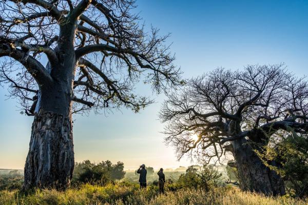 Pafuri Tented Camp - 185033