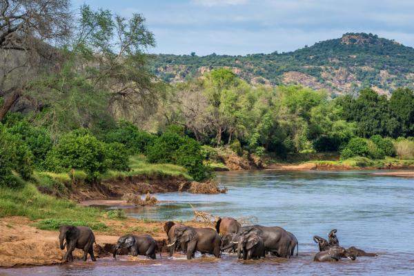 Pafuri Tented Camp - 185034