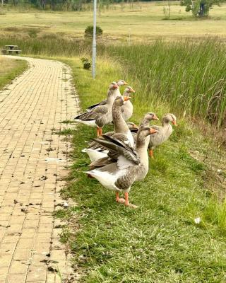 Grey Goose Game Lodge - 185577