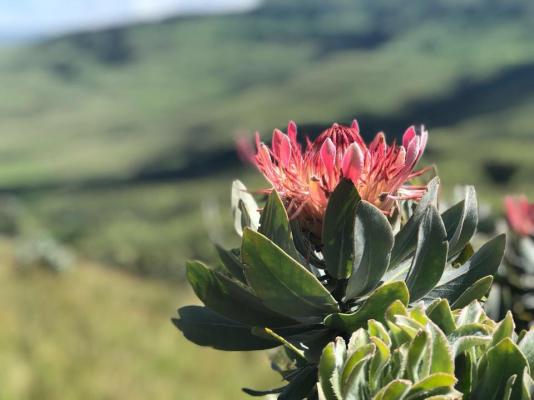 Grey Goose Game Lodge - 185584