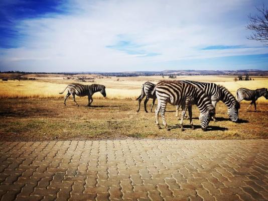 Grey Goose Game Lodge - 185591