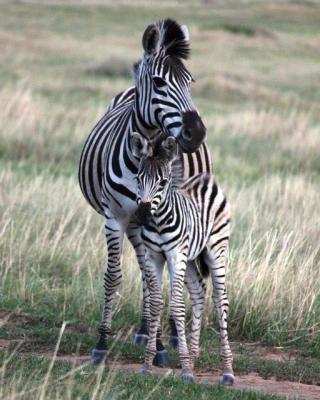 Grey Goose Game Lodge - 185597