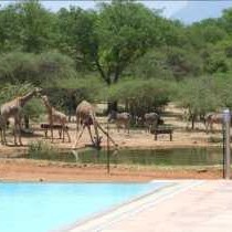 Thandolwami Bushlodge - 186101