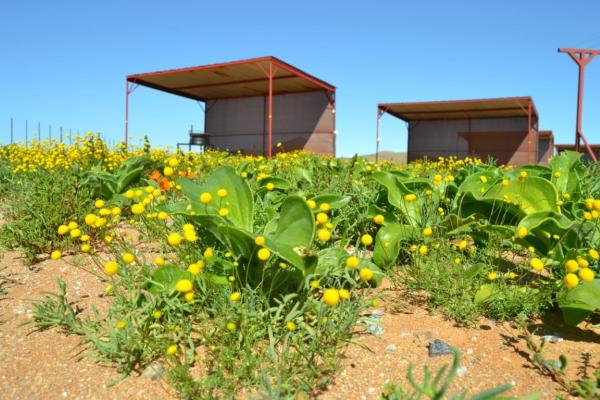 Kallabaskop Lodge - 188048