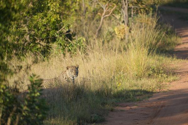 Game Drive Sighting