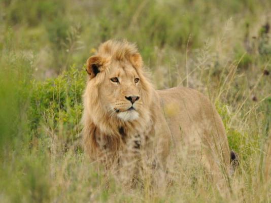 Botlierskop Private Game Reserve - 192054