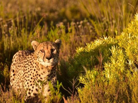 Botlierskop Private Game Reserve - 192061